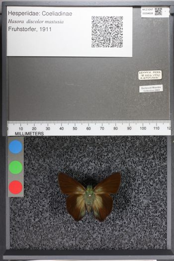 Media type: image;   Entomology 54938